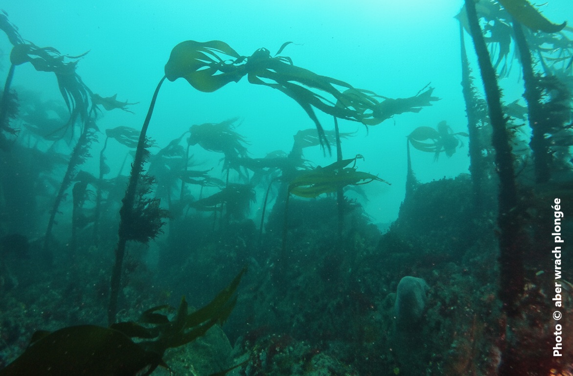 Plongée sous-marine en mer d'Iroise, départ au port de l'Aber Wrach - location Ty Bernhel, pour des vacances réussies !